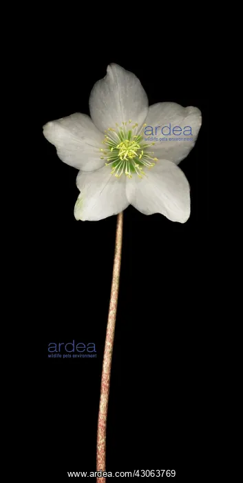 : Christmas Rose : Christmas Rose
