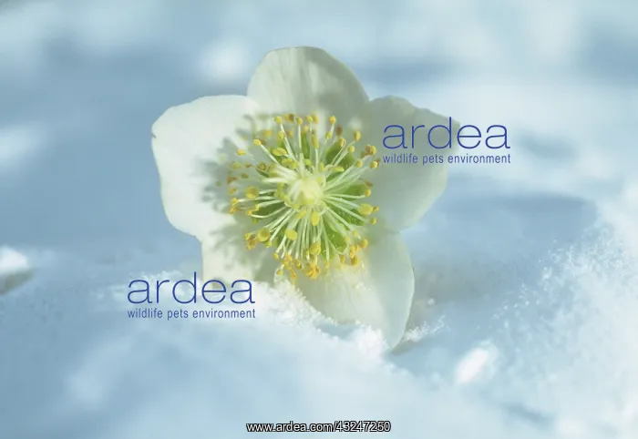 : Christmas Rose : Christmas Rose