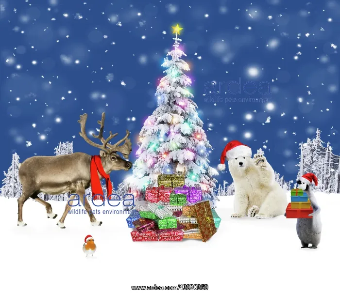 : Christmas Tree : Christmas Tree
