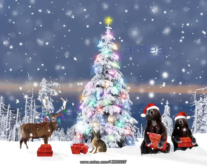 : Christmas Tree : Christmas Tree