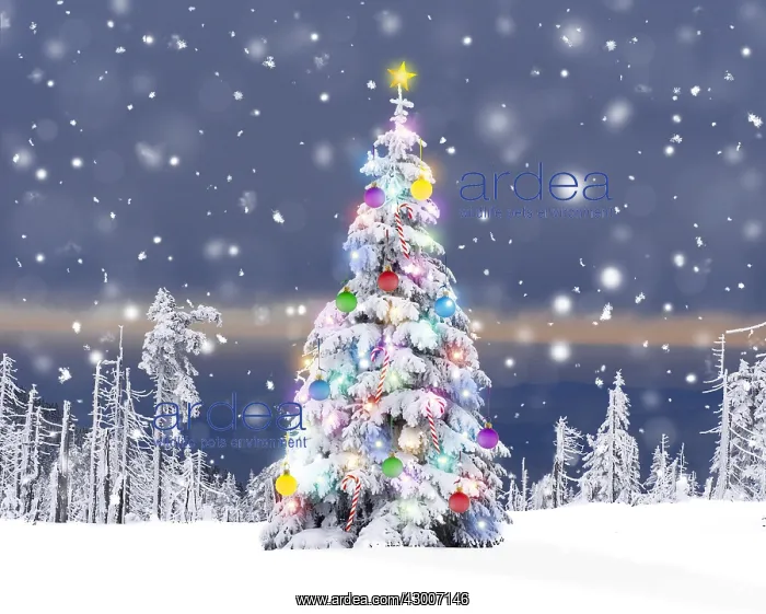 : Christmas Tree - with Christmas lights decorations : Christmas Tree - with Christmas lights decorations