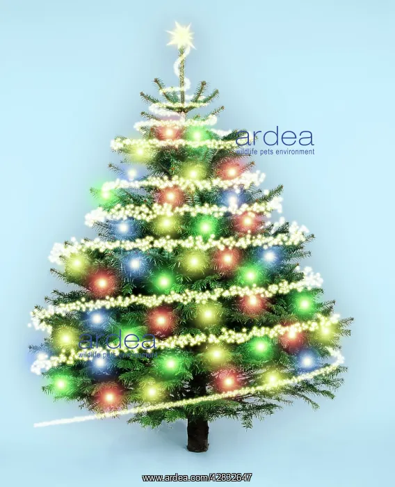 : Christmas tree - covered in lights and decorations : Christmas tree - covered in lights and decorations