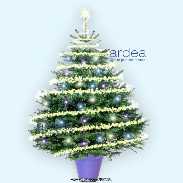 : Christmas Tree - NordmannIs Fir (Caucasian Fir) : Christmas Tree - NordmannIs Fir (Caucasian Fir)