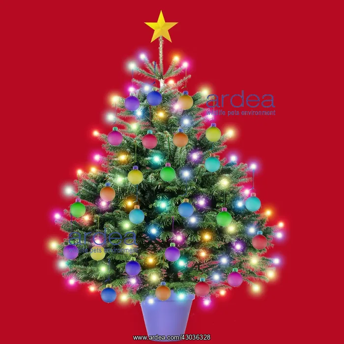 : Christmas Tree - Nordmanns Fir (Caucasian Fir) : Christmas Tree - Nordmanns Fir (Caucasian Fir)