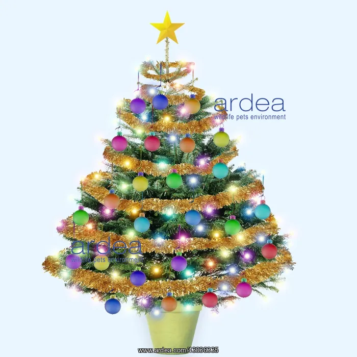 : Christmas Tree - Nordmanns Fir (Caucasian Fir) : Christmas Tree - Nordmanns Fir (Caucasian Fir)