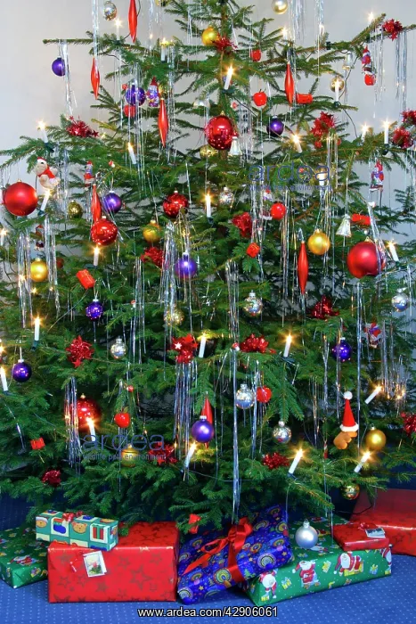  : Christmas Tree - Norway spruce, young tree hung