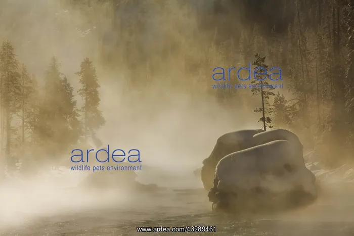 : Christmas Tree rock in mist, with Lodgepole Pin : Christmas Tree rock in mist, with Lodgepole Pin