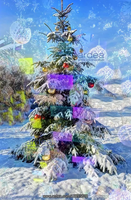 : Christmas tree in the snow, Christmas tree, wint : Christmas tree in the snow, Christmas tree, wint