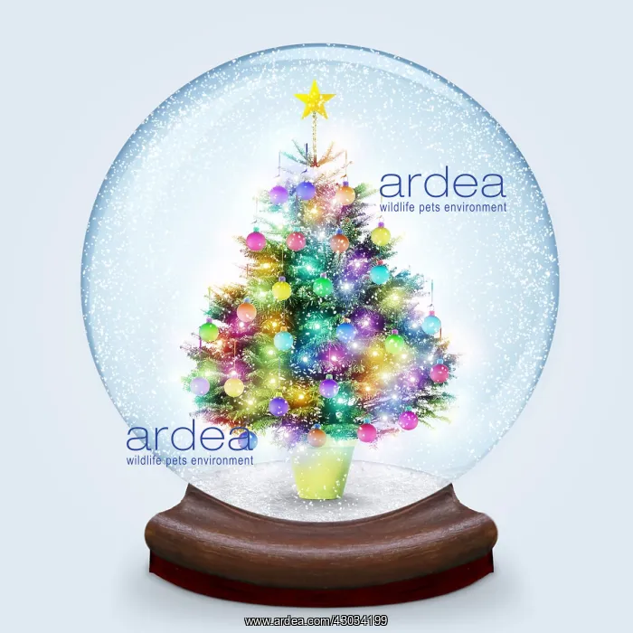 : Christmas Tree Snow Globe : Christmas Tree Snow Globe