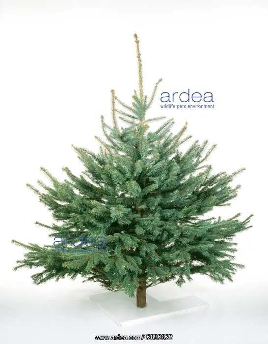 : CHRISTMAS TREE VARIETY - Blue Colorado Spuce : CHRISTMAS TREE VARIETY - Blue Colorado Spuce