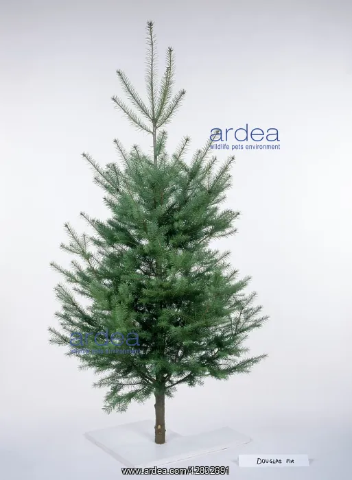 : CHRISTMAS TREE VARIETY - Douglas Fir : CHRISTMAS TREE VARIETY - Douglas Fir