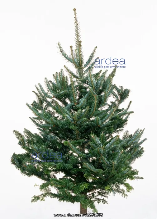 : CHRISTMAS TREE VARIETY - Fraser Fir : CHRISTMAS TREE VARIETY - Fraser Fir