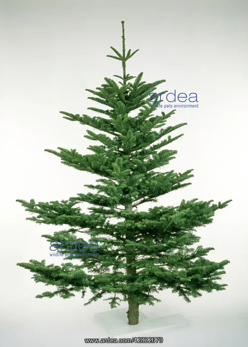 : CHRISTMAS TREE VARIETY - Noble Fir : CHRISTMAS TREE VARIETY - Noble Fir