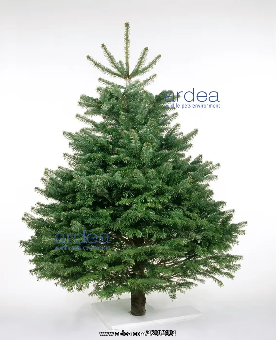 : CHRISTMAS TREE VARIETY - NordmannIs / Caucasian Fir : CHRISTMAS TREE VARIETY - NordmannIs / Caucasian Fir
