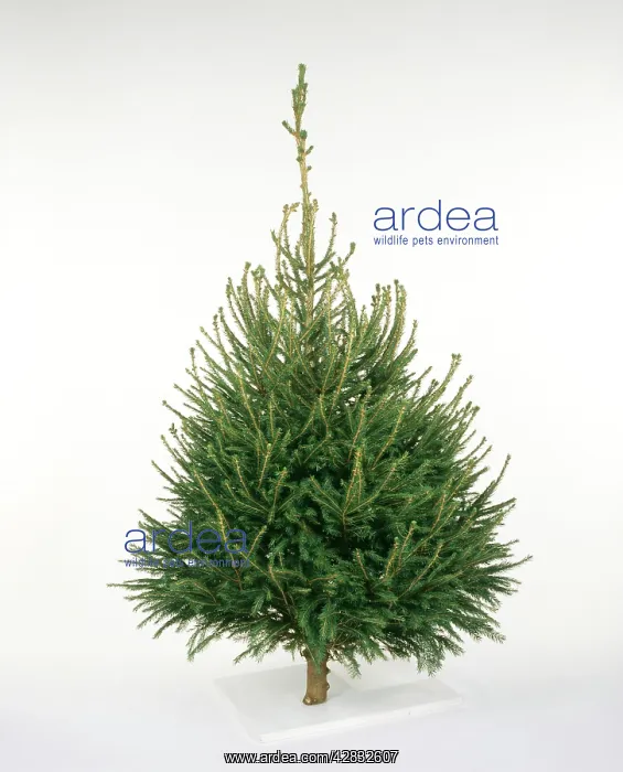  : CHRISTMAS TREE VARIETY - Norway Spruce