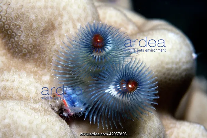 : Christmas Tree Worm : Christmas Tree Worm