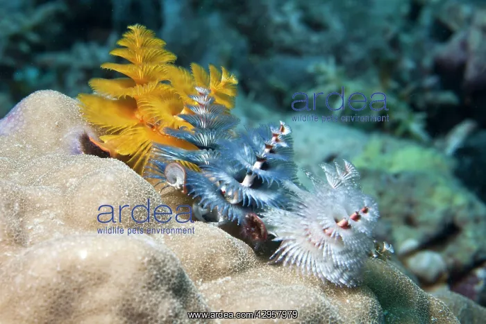 : Christmas Tree Worm : Christmas Tree Worm