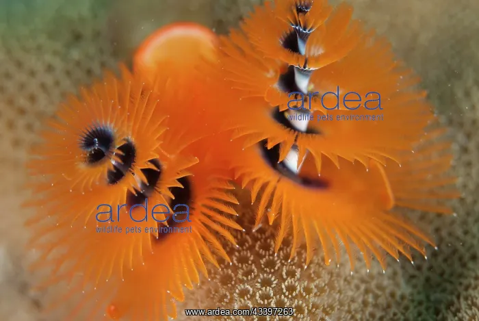  : Christmas Tree Worm