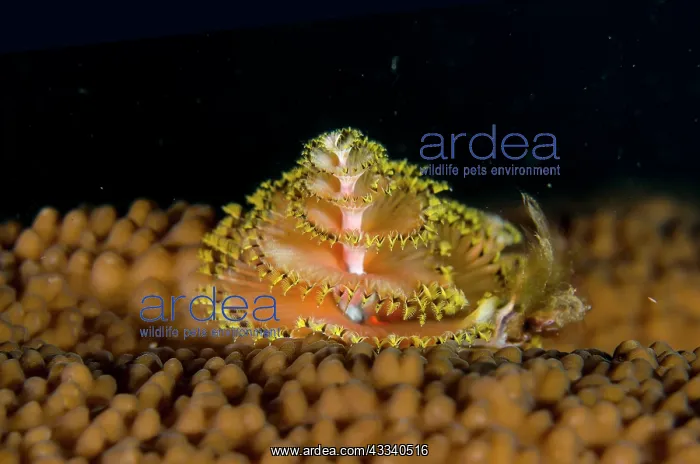 : Christmas Tree Worm - Jemeluk Gallery dive site : Christmas Tree Worm - Jemeluk Gallery dive site