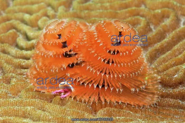 : Christmas Tree Worm (Spirobranchus giganteus) on : Christmas Tree Worm (Spirobranchus giganteus) on
