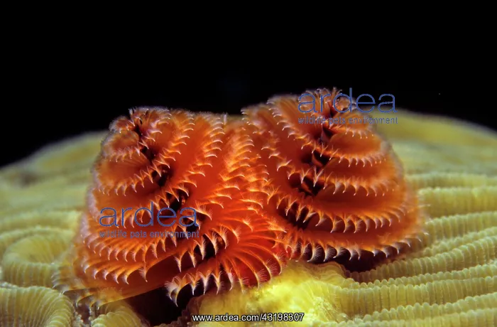 : Christmas Tree Worm (Spirobranchus giganteus), Caribbean : Christmas Tree Worm (Spirobranchus giganteus), Caribbean