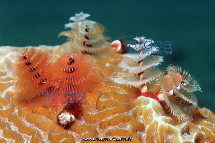 : Christmas Tree Worm (Spirobranchus giganteus) on : Christmas Tree Worm (Spirobranchus giganteus) on