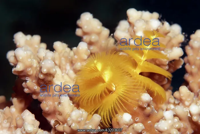 : Christmas tree worm (Spirobranchus giganteus) on : Christmas tree worm (Spirobranchus giganteus) on