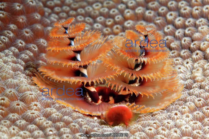 : Christmas Tree Worm (Spirobranchus giganteus) on : Christmas Tree Worm (Spirobranchus giganteus) on