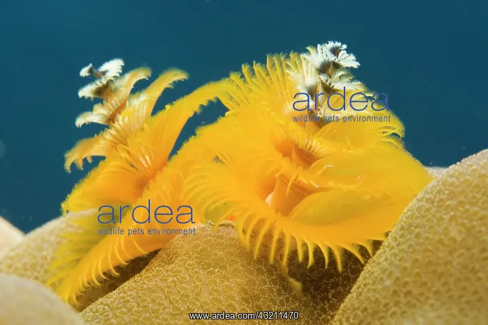  : Christmas tree worm (Spirobranchus giganteus)
