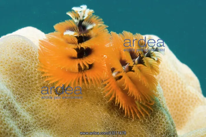  : Christmas tree worm (Spirobranchus giganteus)