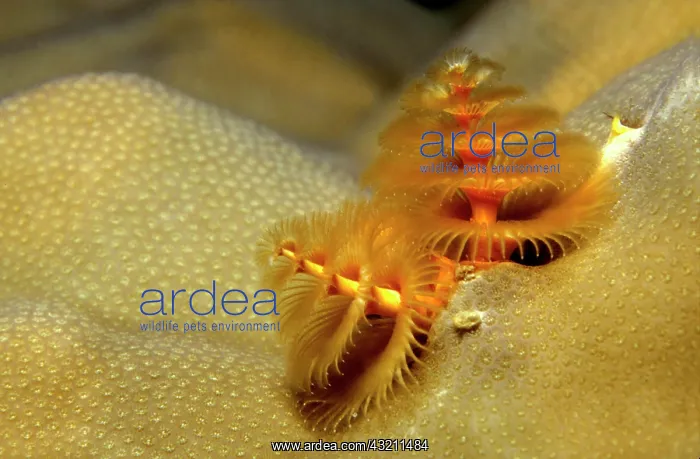 : Christmas Tree Worm (Spirobranchus giganteus), Caribbean : Christmas Tree Worm (Spirobranchus giganteus), Caribbean