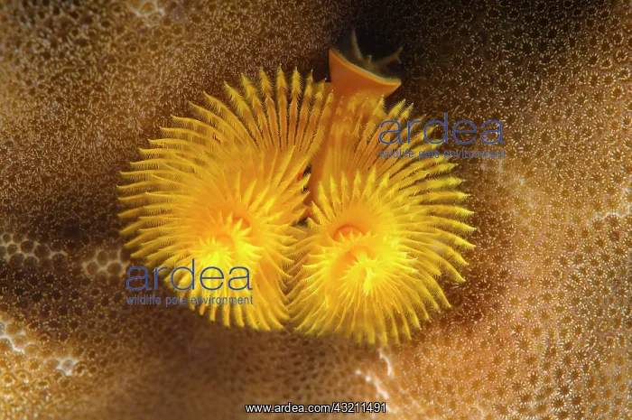  : Christmas tree worm (Spirobranchus giganteus), Bohol