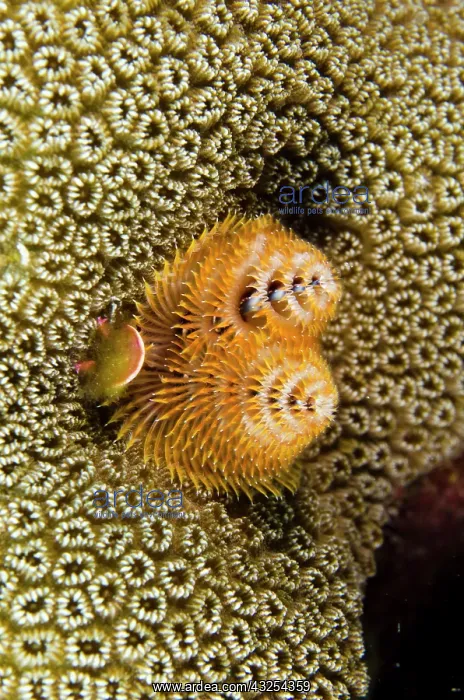 : Christmas Tree Worm (Spirobranchus giganteus) : Christmas Tree Worm (Spirobranchus giganteus)