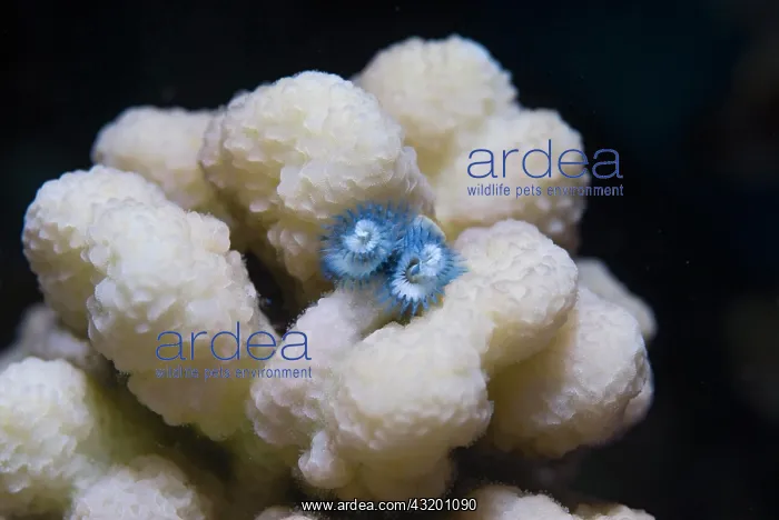 : Christmas tree worm (Spirobranchus giganteus), Red : Christmas tree worm (Spirobranchus giganteus), Red