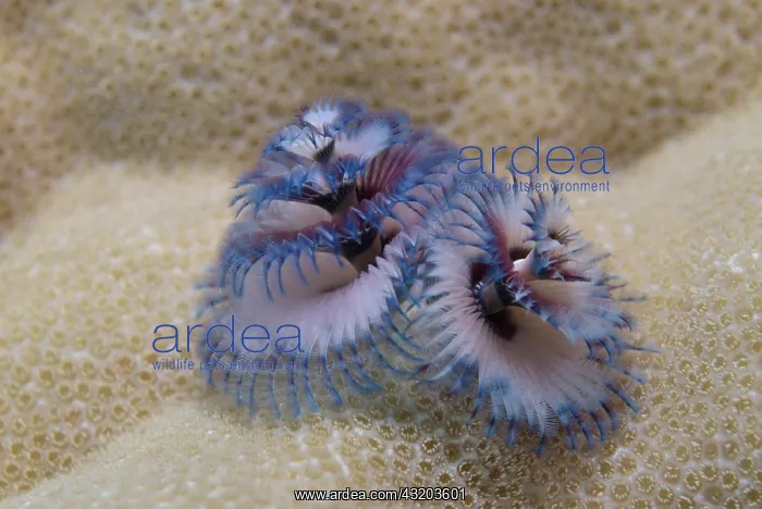 : Christmas tree worm (Spirobranchus giganteus), Red : Christmas tree worm (Spirobranchus giganteus), Red