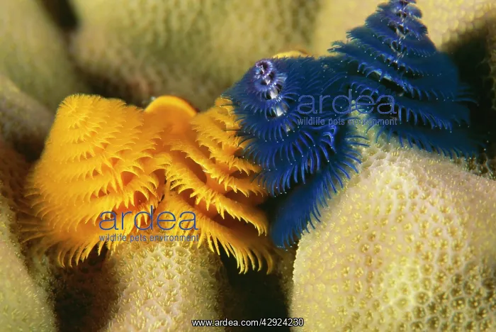 : Christmas Tree Worms : Christmas Tree Worms