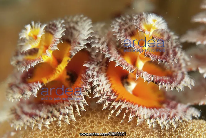  : Christmas Tree Worms