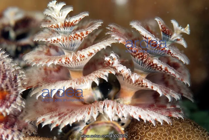  : Christmas Tree Worms