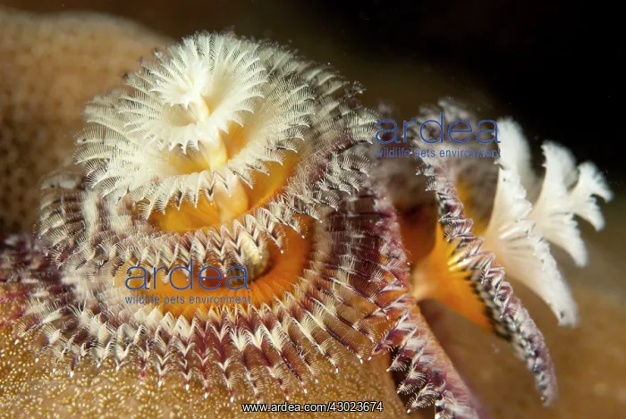  : Christmas Tree Worms