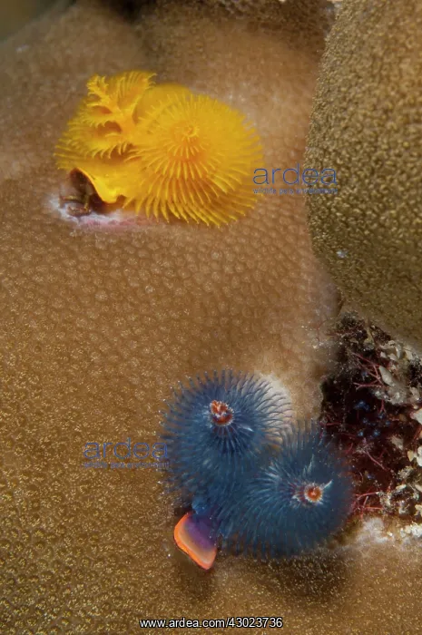 : Christmas Tree Worms : Christmas Tree Worms