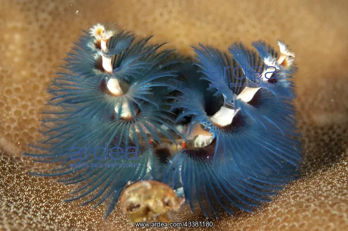 : Christmas Tree Worms : Christmas Tree Worms