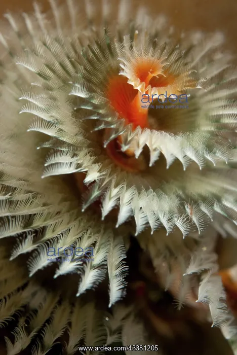 : Christmas Tree Worms : Christmas Tree Worms