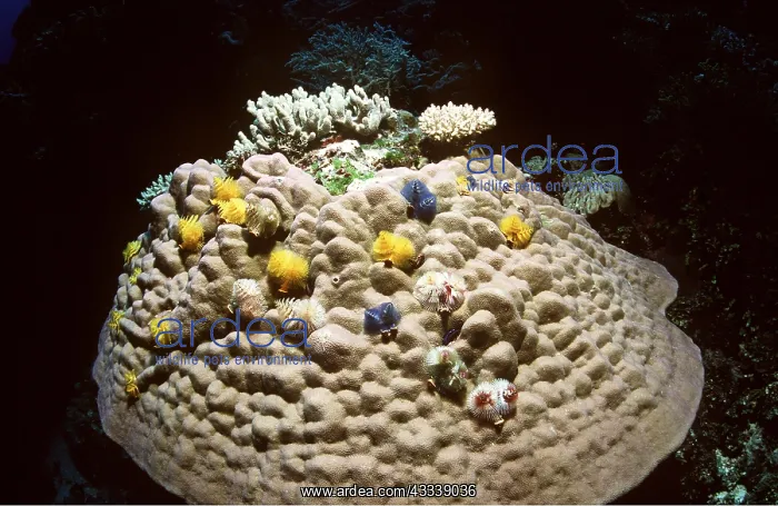  : CHRISTMAS TREE WORMS - on Porites