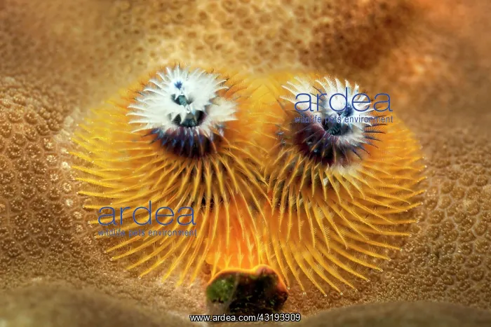 : Christmas Tree Worms (Spirobranchus giganteus) : Christmas Tree Worms (Spirobranchus giganteus)