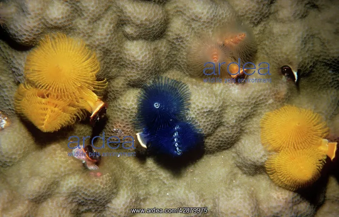: Christmas Tree Worms / Sprial Gill Worm - on coral : Christmas Tree Worms / Sprial Gill Worm - on coral