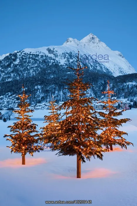: Christmas trees near Silvaplana, Piz Polaschin in : Christmas trees near Silvaplana, Piz Polaschin in