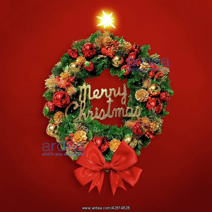 : Christmas Wreath : Christmas Wreath