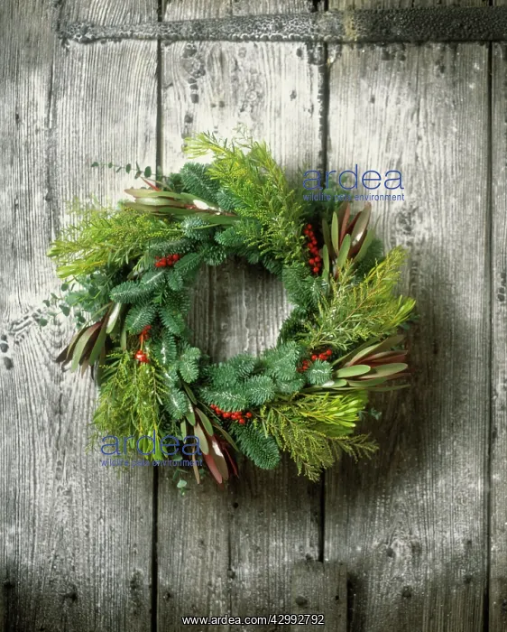: Christmas wreath : Christmas wreath