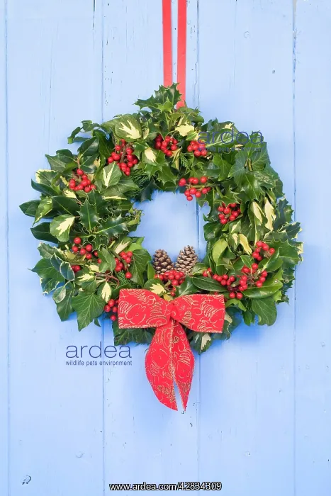 : Christmas Wreath on old blue painted wooden door : Christmas Wreath on old blue painted wooden door