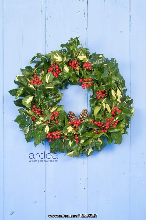 : Christmas Wreath on old blue painted wooden door : Christmas Wreath on old blue painted wooden door